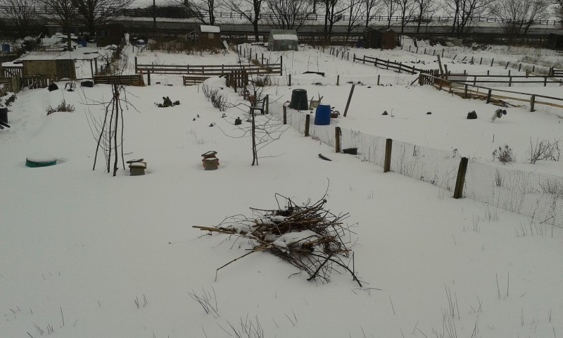 snow at the allotments